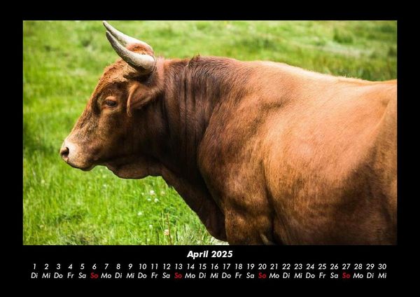Produktbild: Kuhkalender 2025 Fotokalender DIN A3