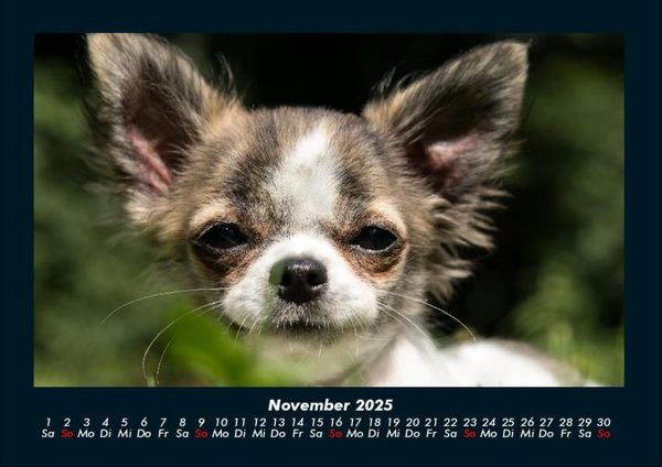 Produktbild: Hunde 2025 Fotokalender DIN A4