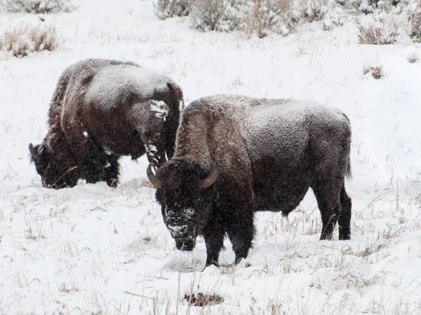 Produktbild: CALVENDO Puzzle Bisons am Blacktail Plateau | 1000 Teile Lege-Gr&ouml;&szlig;e 64x48cm Foto-Puzzle f&uuml;r gl&uuml;ckliche Stunden