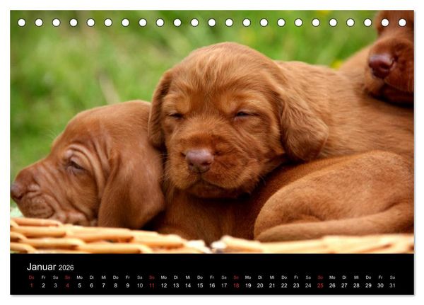 Produktbild: Magyar Vizsla Welpen (Tischkalender 2026 DIN A5 quer), CALVENDO Monatskalender