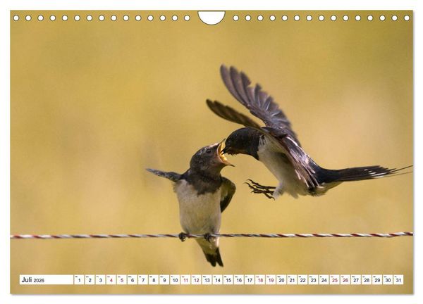 Produktbild: Sch&ouml;nheiten im Federkleid - Heimische Wildv&ouml;gel im Portrait (Wandkalender 2026 DIN A4 quer), CALVENDO Monatskalender