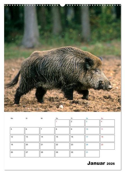 Produktbild: Schweine 2026 (hochwertiger Premium Wandkalender 2026 DIN A2 hoch), Kunstdruck in Hochglanz