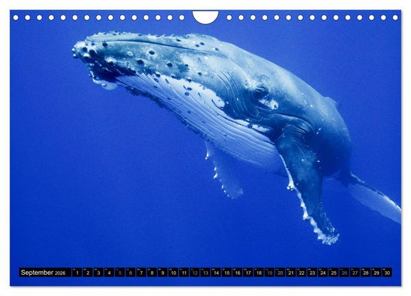 Produktbild: Die blaue Welt der Wale (Wandkalender 2026 DIN A4 quer), CALVENDO Monatskalender