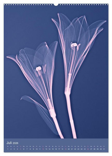 Produktbild: Durchleuchtete Blumenwelt 2026 (hochwertiger Premium Wandkalender 2026 DIN A2 hoch), Kunstdruck in Hochglanz