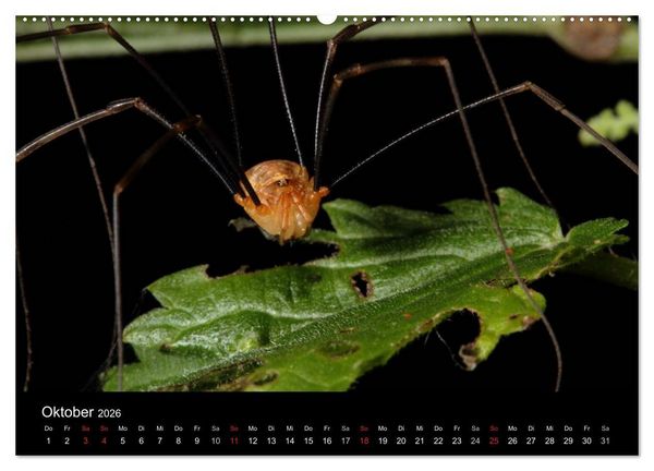 Produktbild: Unsere Spinnen - im Gespr&auml;ch (Wandkalender 2026 DIN A2 quer), CALVENDO Monatskalender