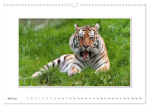 Produktbild: Emotionale Momente: Tiger - Kraft & Sch&ouml;nheit. / CH-Version (Wandkalender 2026 DIN A3 quer), CALVENDO Monatskalender