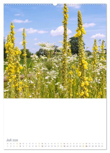 Produktbild: Sch&ouml;ne Wegwarten. Heimische Heilpflanzen am Wegesrand (Wandkalender 2026 DIN A2 hoch), CALVENDO Monatskalender