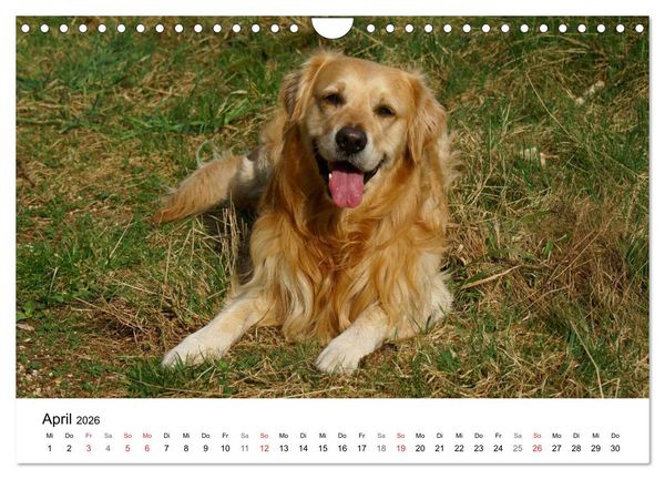 Produktbild: Golden Retriever Power (Wandkalender 2026 DIN A4 quer), CALVENDO Monatskalender