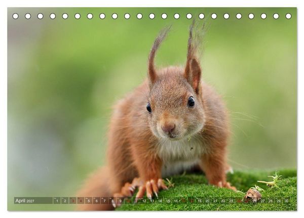 Produktbild: Eichh&ouml;rnchen Luna und ihre Kinder (Tischkalender 2027 DIN A5 quer), CALVENDO Monatskalender