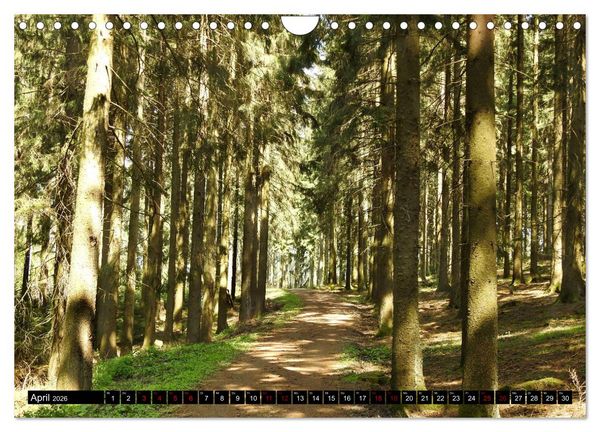 Produktbild: Naturwunder Wald (Wandkalender 2026 DIN A4 quer), CALVENDO Monatskalender