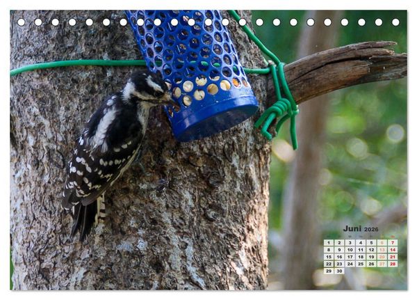 Produktbild: Kanadas charmante Kleintiere - Bezaubernde Einblicke in die Natur (Tischkalender 2026 DIN A5 quer), CALVENDO Monatskalender