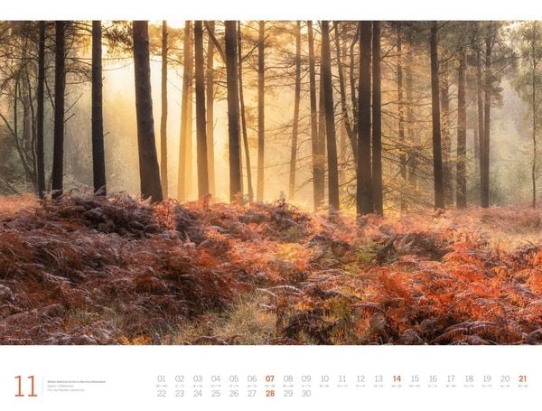 Produktbild: Wald Gallery Kalender 2027