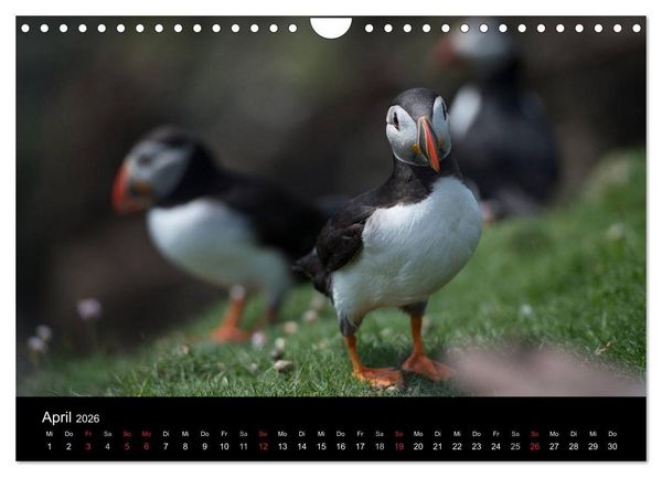 Produktbild: Papageientaucher 2026 (Wandkalender 2026 DIN A4 quer), CALVENDO Monatskalender