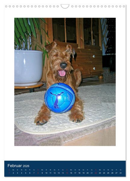 Produktbild: Kelly - Ein Irish Terrier macht Urlaub (Wandkalender 2026 DIN A3 hoch), CALVENDO Monatskalender