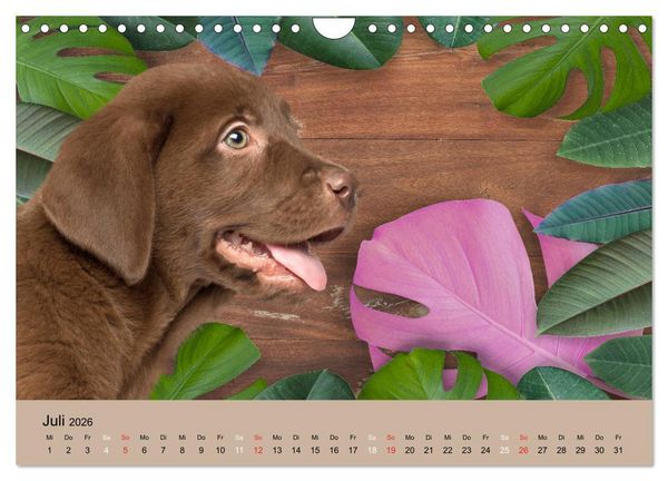 Produktbild: Labrador Retriever unsere Freunde (Wandkalender 2026 DIN A4 quer), CALVENDO Monatskalender