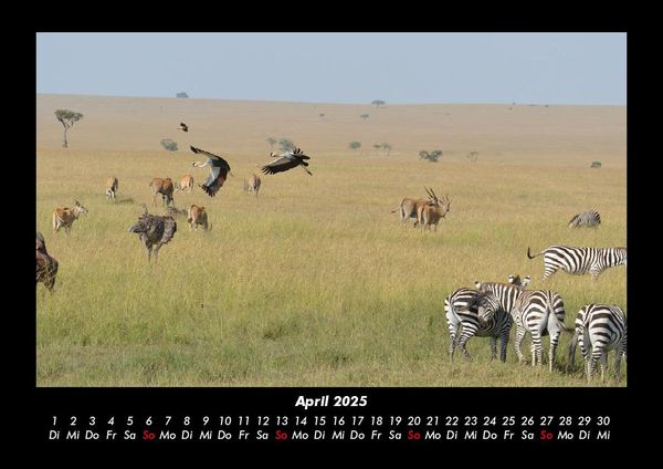 Produktbild: Welt der Tiere 2025 Fotokalender DIN A3