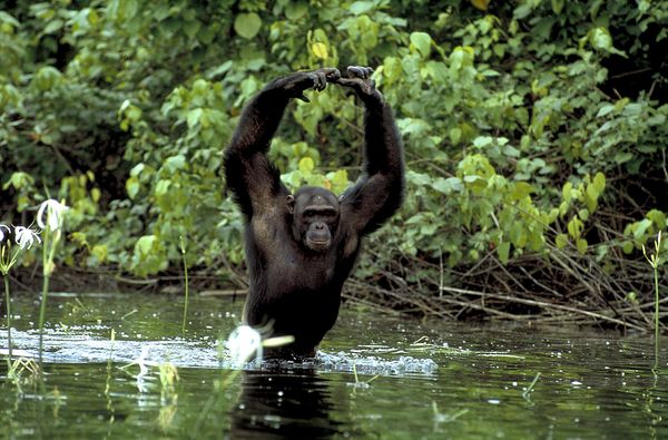 Produktbild: Das Leben der S&auml;ugetiere - David Attenborough - Die komplette Serie
 [4 DVDs]