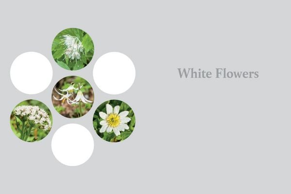 Produktbild: Western Washington and Oregon in Bloom