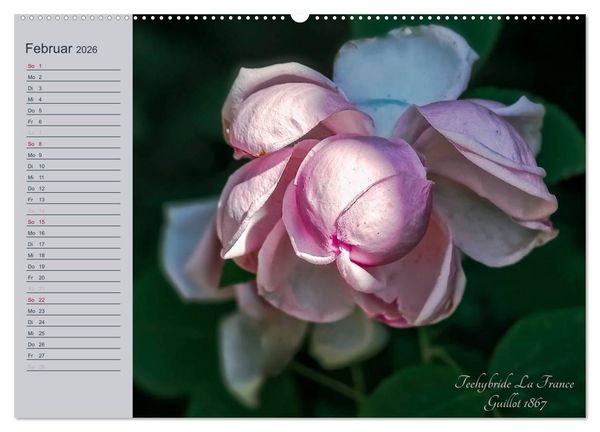 Produktbild: Kurf&uuml;rstliche Rosen Eltville am Rhein (Wandkalender 2026 DIN A2 quer), CALVENDO Monatskalender