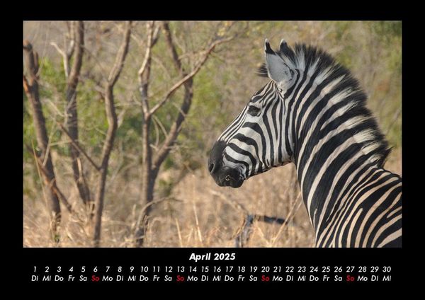 Produktbild: Zebrazauber 2025 Fotokalender DIN A3