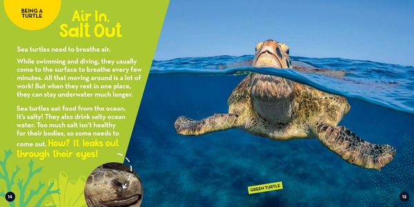 Produktbild: Go Wild! Sea Turtles