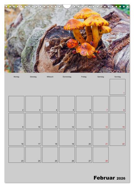 Produktbild: Quer durch die Pilze (Wandkalender 2026 DIN A3 hoch), CALVENDO Monatskalender