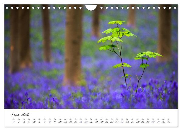 Produktbild: In der Welt der B&auml;ume (Wandkalender 2026 DIN A4 quer), CALVENDO Monatskalender
