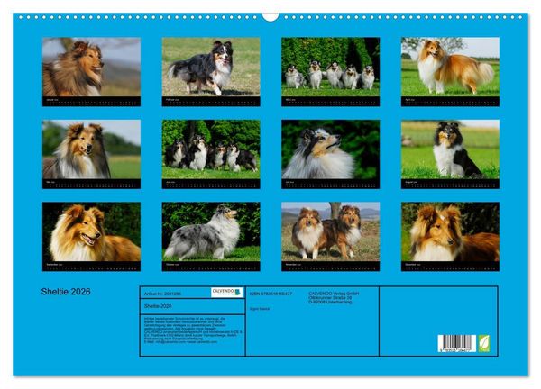 Produktbild: Sheltie 2026 (Wandkalender 2026 DIN A2 quer), CALVENDO Monatskalender