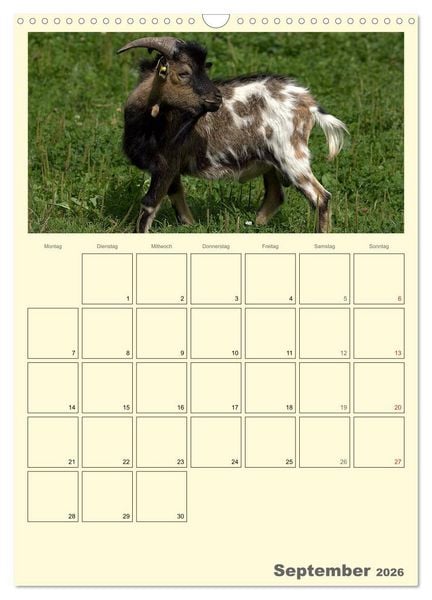 Produktbild: Zwergziegen (Wandkalender 2026 DIN A3 hoch), CALVENDO Monatskalender