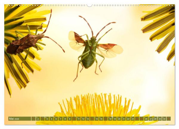 Produktbild: Sechs Beine in der Luft - Wanzen im Flug (Wandkalender 2026 DIN A2 quer), CALVENDO Monatskalender
