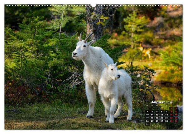Produktbild: American Wildlife (hochwertiger Premium Wandkalender 2026 DIN A2 quer), Kunstdruck in Hochglanz