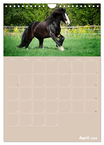 Produktbild: Pferde / Planer (Wandkalender 2026 DIN A4 hoch), CALVENDO Monatskalender