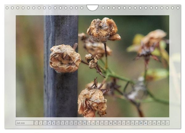 Produktbild: Verbl&uuml;hte Sch&ouml;nheiten (Wandkalender 2026 DIN A4 quer), CALVENDO Monatskalender