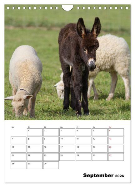 Produktbild: S&uuml;&szlig;e Esel. Langohren zum Verlieben (Wandkalender 2026 DIN A4 hoch), CALVENDO Monatskalender