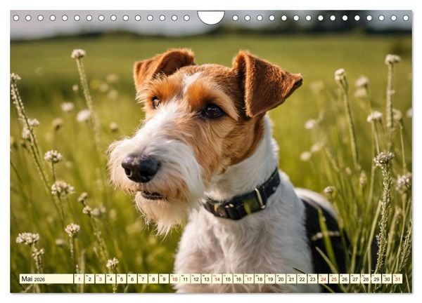 Produktbild: Drahthaar-Foxterrier (Wandkalender 2026 DIN A4 quer), CALVENDO Monatskalender