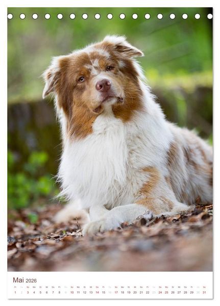 Produktbild: Australian Shepherds (Tischkalender 2026 DIN A5 hoch), CALVENDO Monatskalender