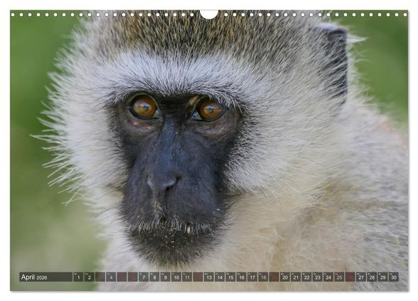 Produktbild: blick kontakt mit tieren im &ouml;stlichen und s&uuml;dlichen afrika (Wandkalender 2026 DIN A3 quer), CALVENDO Monatskalender