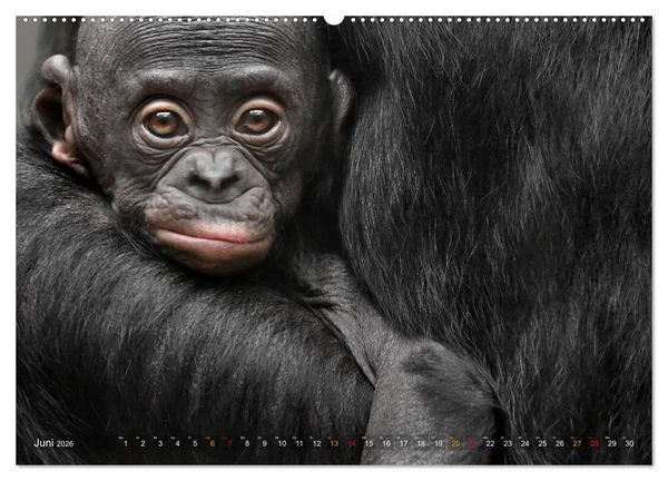 Produktbild: MENSCHENAFFENKINDER 2 (Wandkalender 2026 DIN A2 quer), CALVENDO Monatskalender