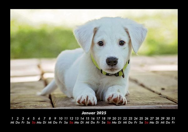 Produktbild: Hunde 2025 Fotokalender DIN A3