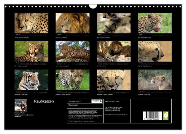 Produktbild: Raubkatzen (Wandkalender 2026 DIN A3 quer), CALVENDO Monatskalender