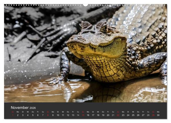 Produktbild: Costa Rica tierisch gut 2026 (hochwertiger Premium Wandkalender 2026 DIN A2 quer), Kunstdruck in Hochglanz