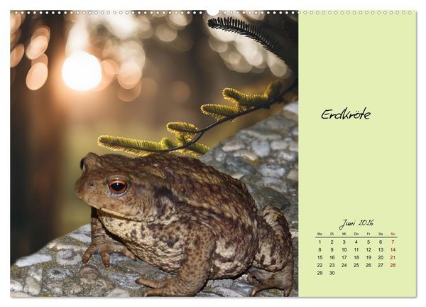 Produktbild: Heimische und exotische Amphibien (hochwertiger Premium Wandkalender 2026 DIN A2 quer), Kunstdruck in Hochglanz