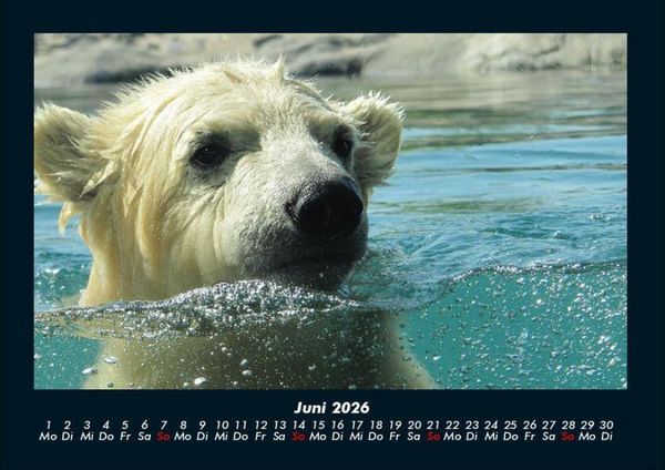 Produktbild: Eisb&auml;ren 2026 Fotokalender DIN A4
