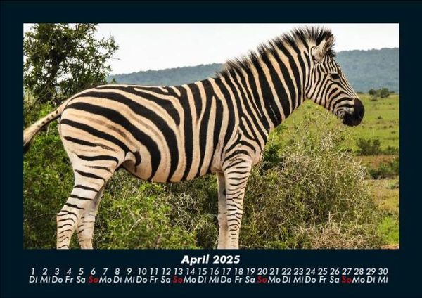 Produktbild: Zebrazauber 2025 Fotokalender DIN A5