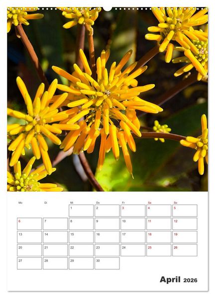 Produktbild: Dornige Sch&ouml;nheiten - Kakteen und Sukkulenten (Wandkalender 2026 DIN A2 hoch), CALVENDO Monatskalender