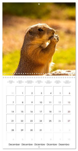 Produktbild: Rencontres animali&egrave;res (Calendrier mural carr&eacute; 2026 30x30 cm) Calendrier double avec une page pour vos prises de notes