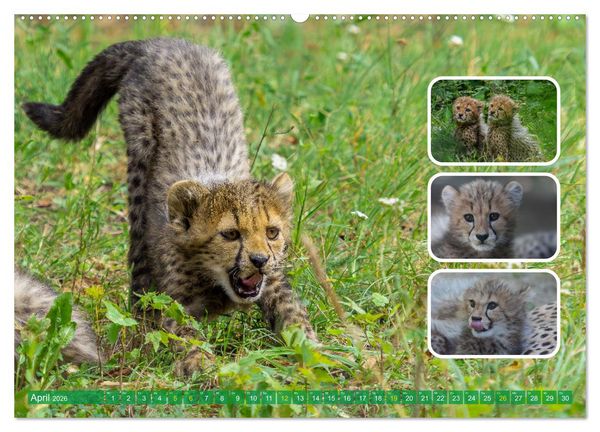 Produktbild: Raubkatzen - gro&szlig; & klein (Wandkalender 2026 DIN A2 quer), CALVENDO Monatskalender