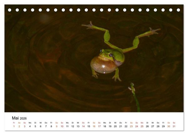 Produktbild: Besucher im Garten - Laubfr&ouml;sche (Tischkalender 2026 DIN A5 quer), CALVENDO Monatskalender