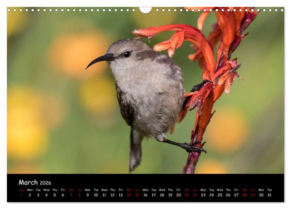 Produktbild: Birds of South Africa (Wall Calendar 2026 DIN A3 landscape), CALVENDO 12 Month Wall Calendar