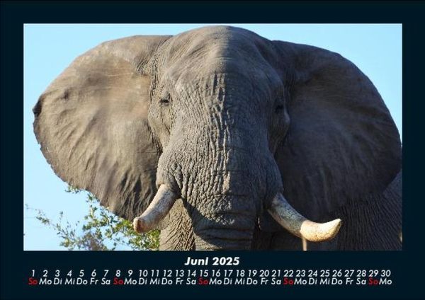 Produktbild: Elefanten - Die sanften Riesen Afrikas 2025 Fotokalender DIN A5